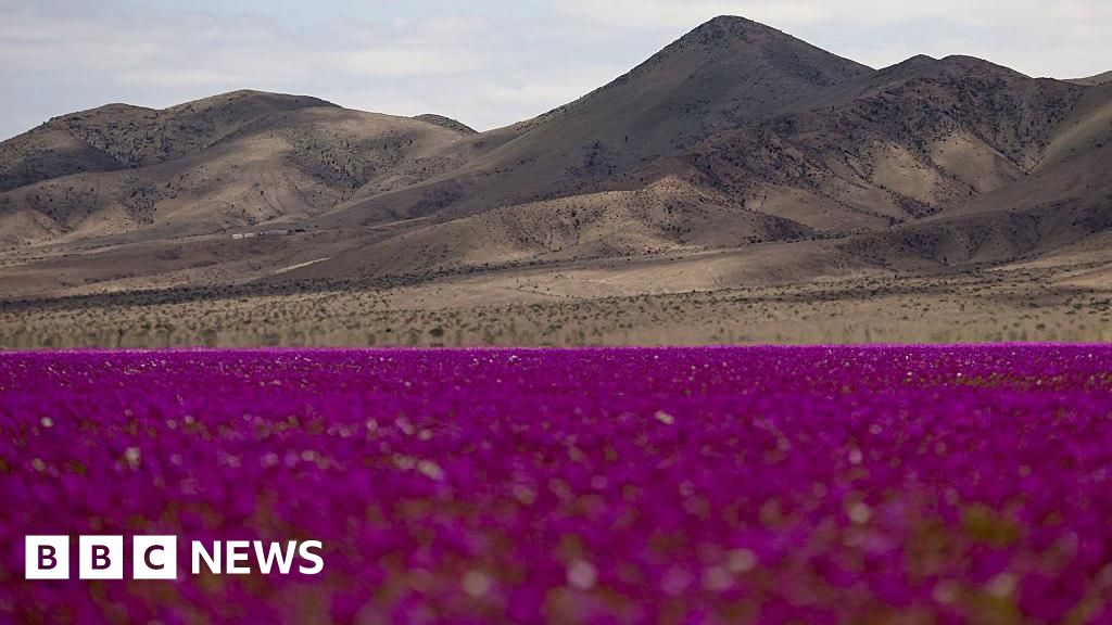 Rare wildflower bloom blankets Chile’s Atacama desert