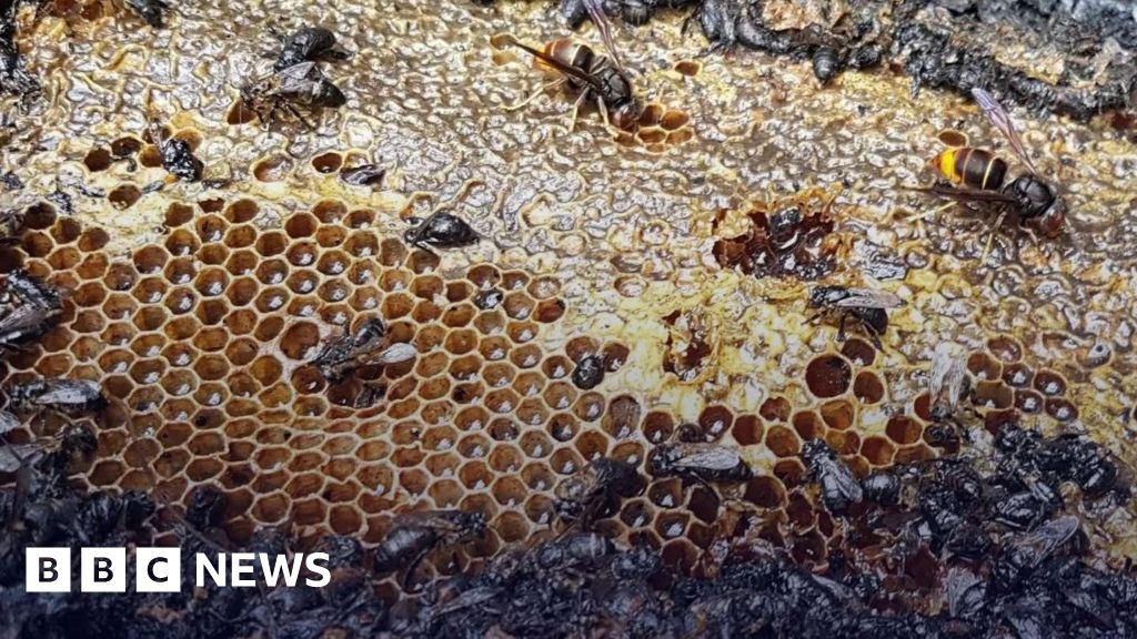 Half a million bees killed in Dutch arson attack